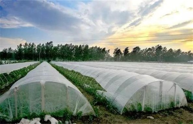 夏季高温焖棚注意事项
