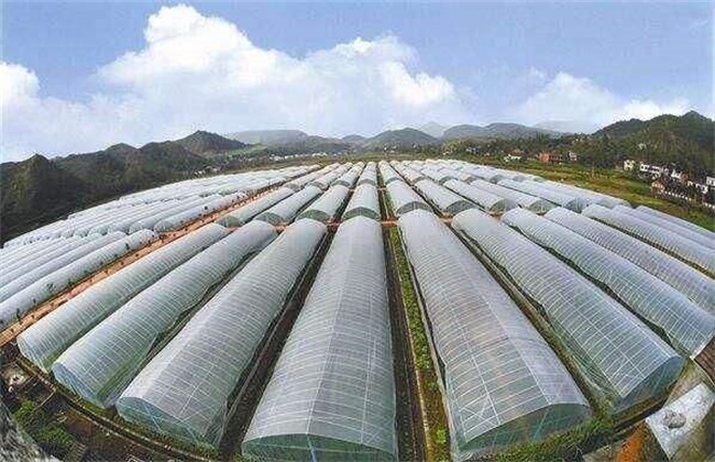 夏季高温焖棚注意事项