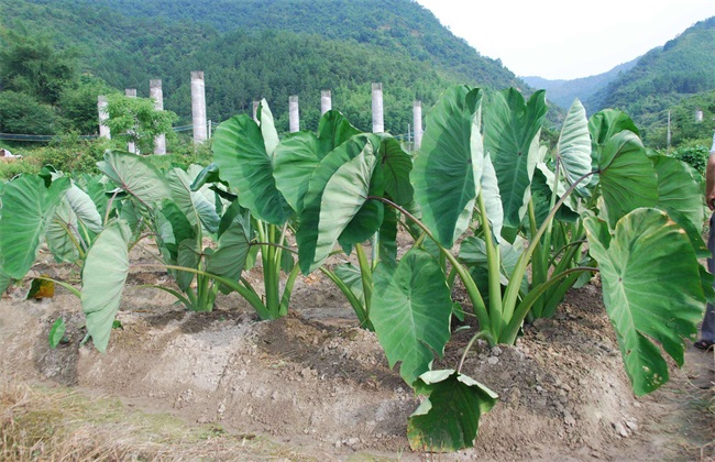 香芋 栽培技术 种植技术