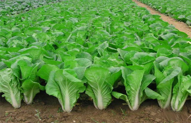怎么栽培 小白菜 栽培技术