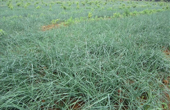 藠头 种植条件 种植环境