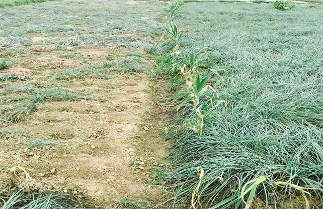 藠头 种植条件 种植环境