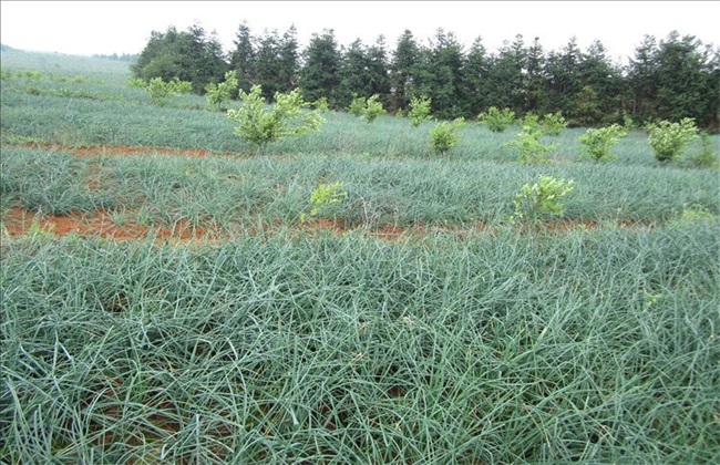 藠头 种植条件 种植环境