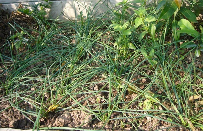 藠头 种植条件 种植环境