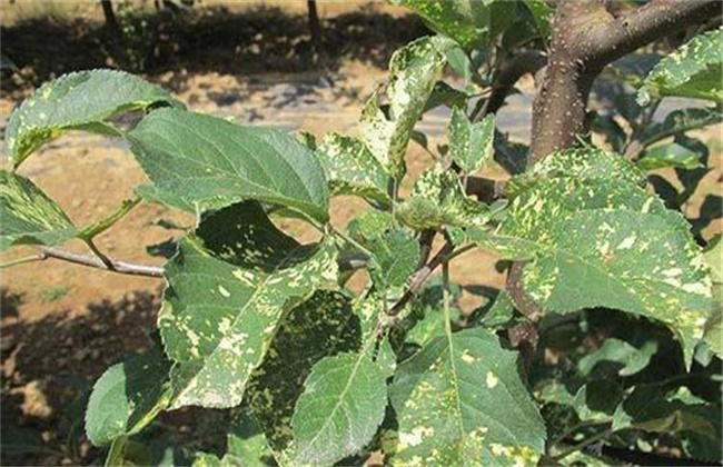 苹果病毒病防治方法