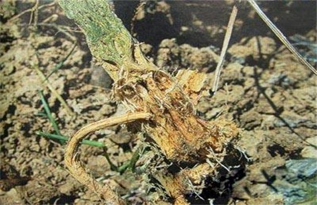 根腐病