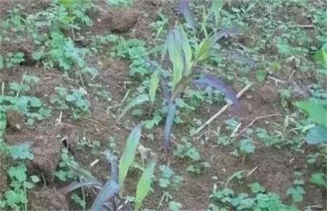 玉米红苗原因及防治方法