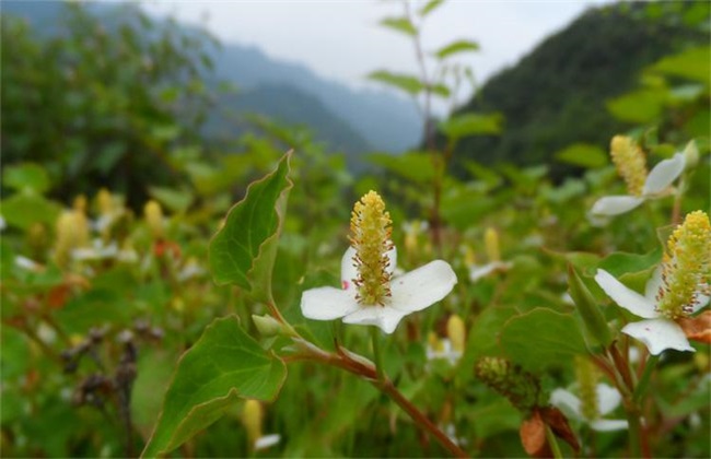 山谷