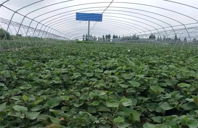 大棚种植