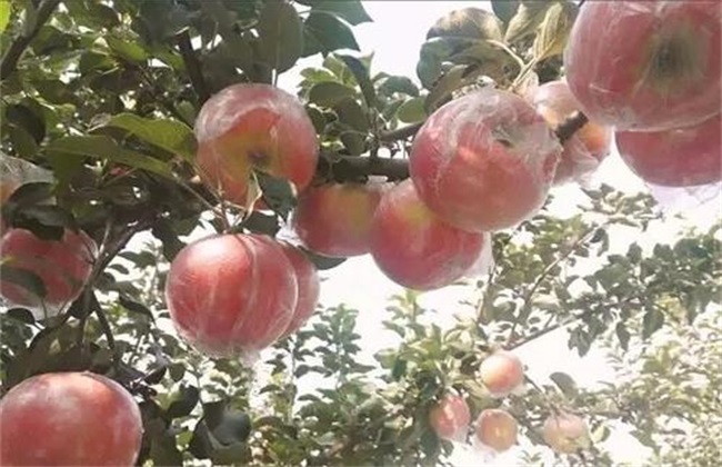 苹果 套袋后 管理要点
