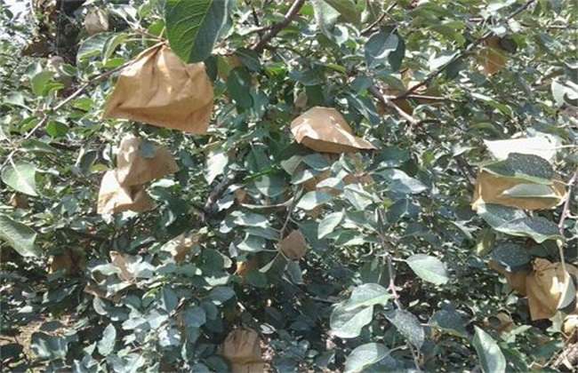 苹果 套袋后 管理要点