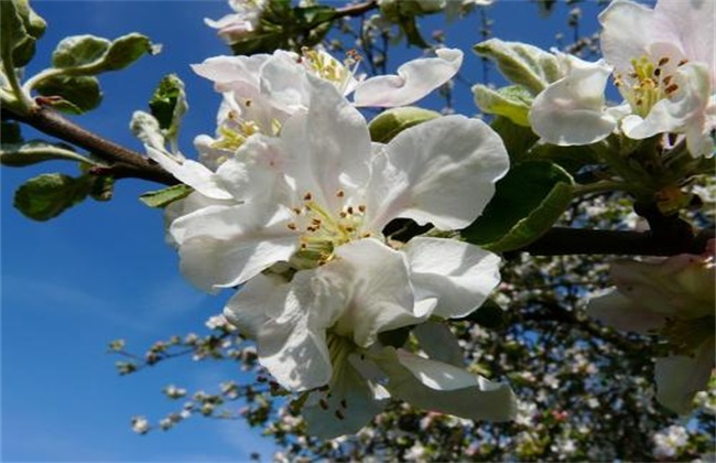 苹果树 花期 管理要点