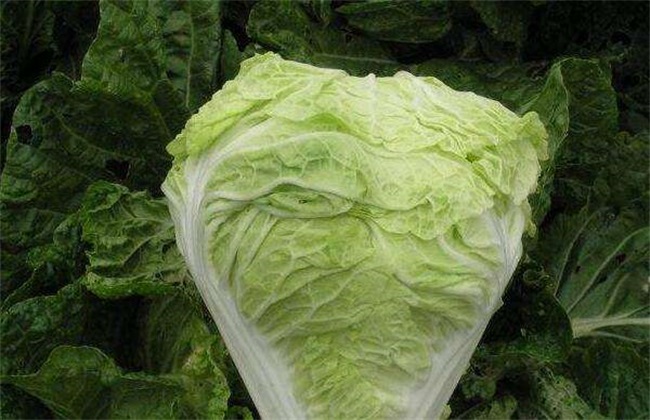 泰安白菜