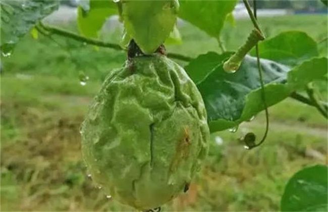 百香果皱果原因及防治方法