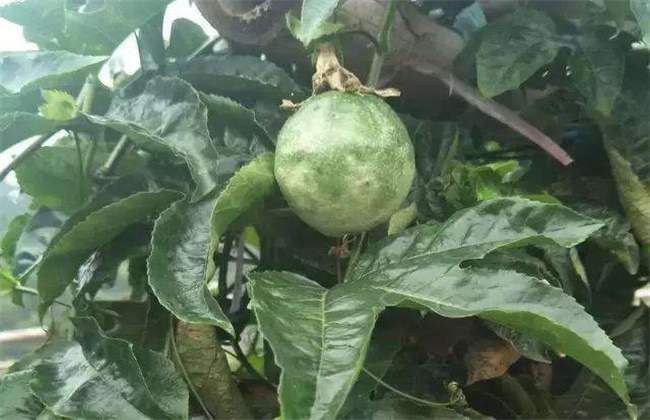 百香果病毒病的防治方法