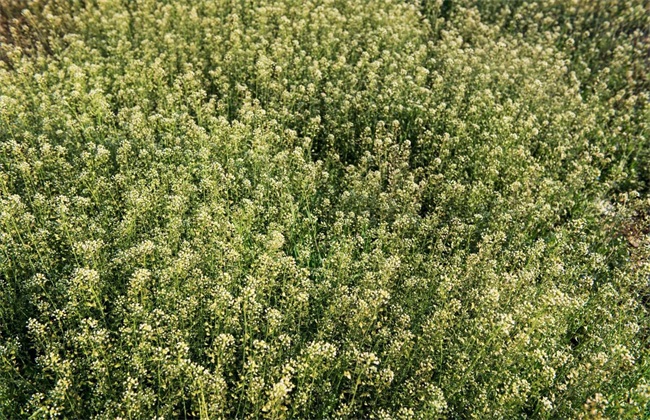 开花