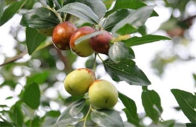 冬枣 田间管理 冬枣种植管理