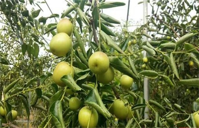 冬枣 田间管理 冬枣种植管理