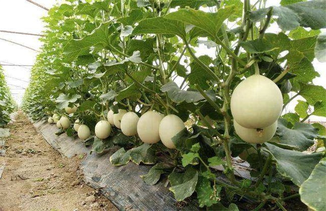 甜瓜化瓜 化瓜原因 防治方法
