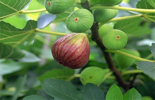 无花果 无花果徒长 怎么办