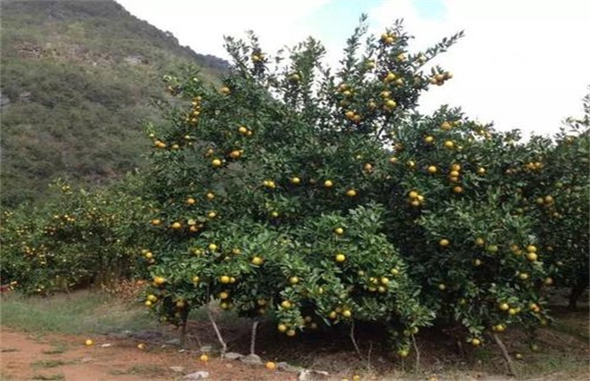 贡柑的种植注意事项