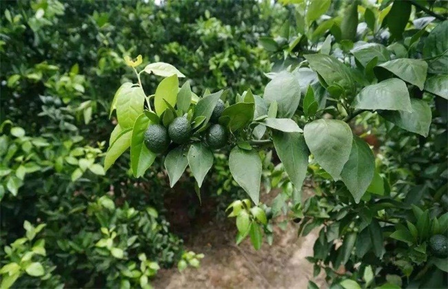 贡柑的种植注意事项