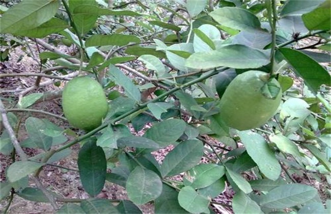 香水柠檬种植技术