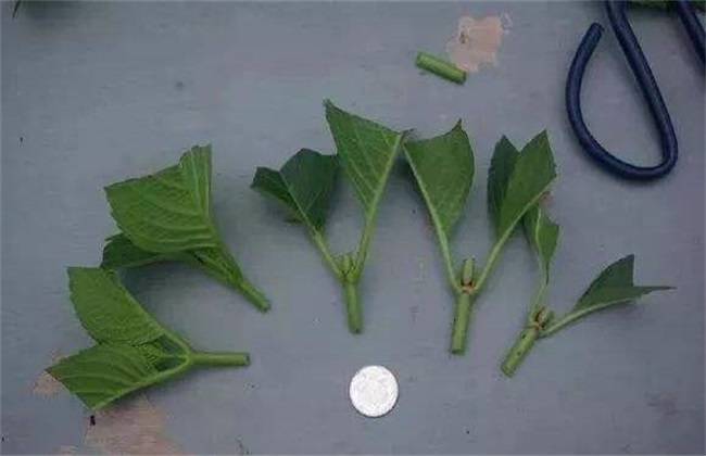 八仙花 扦插繁殖 八仙花扦插