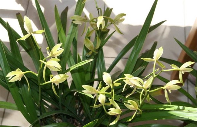 兰花 夏季养护 管理要点