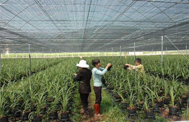 兰花 夏季养护 管理要点