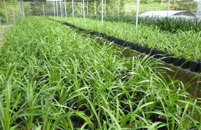 兰花 夏季养护 管理要点