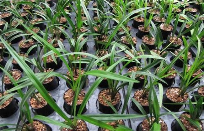 兰花 夏季养护 管理要点