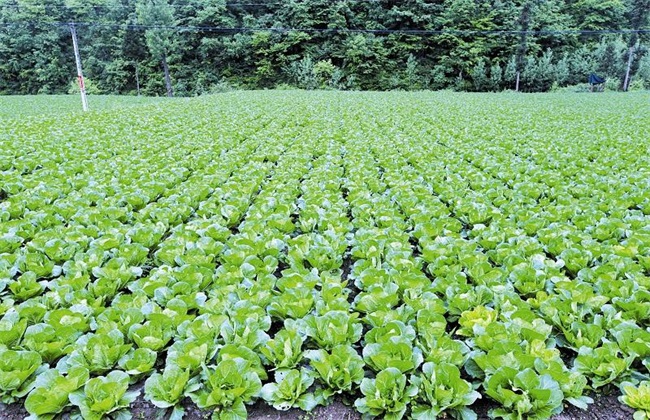 农村蔬菜种植项目