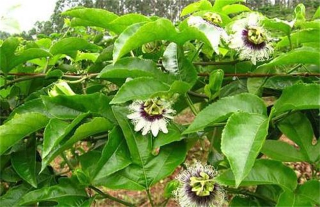 百香果不开花原因