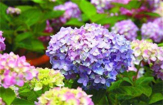 八仙花 养殖方法 注意事项