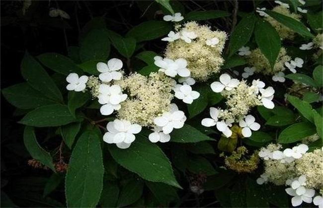 八仙花 养殖方法 注意事项