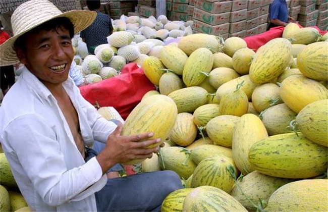 哈密瓜常见的贮藏方法