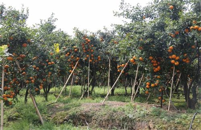 沃柑种植要求