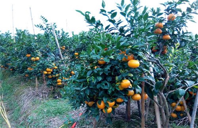 沃柑种植要求