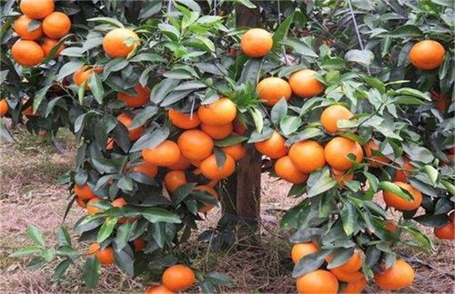 沃柑种植要求