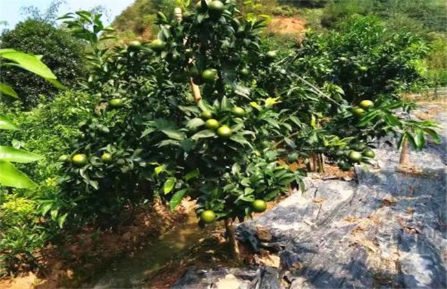 沃柑种植要求