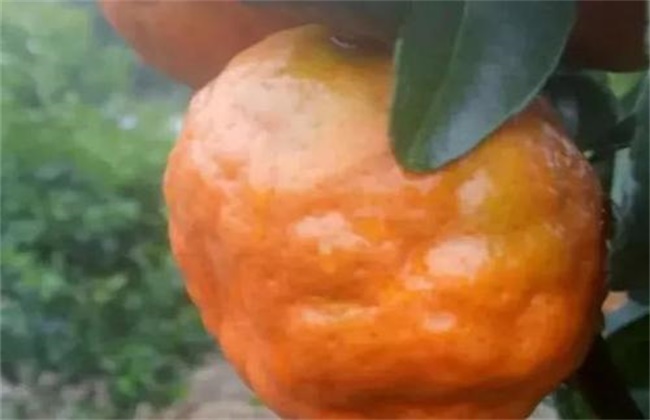 柑橘浮皮原因及防治措施