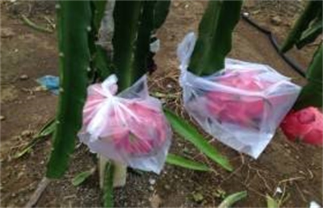 夏季火龙果落花落果预防措施