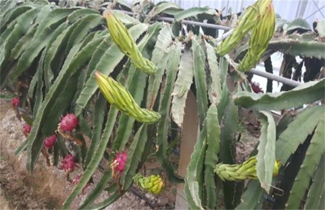 夏季火龙果落花落果预防措施