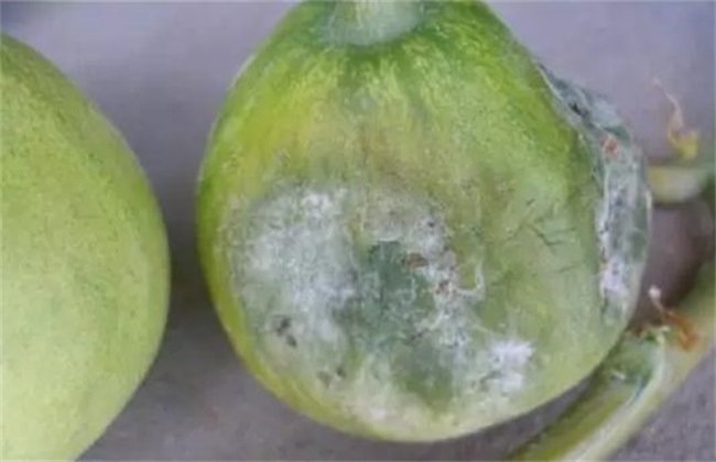 腐烂