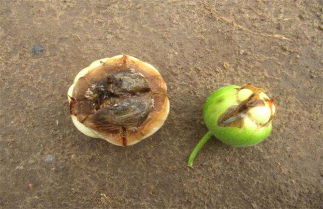 软腐