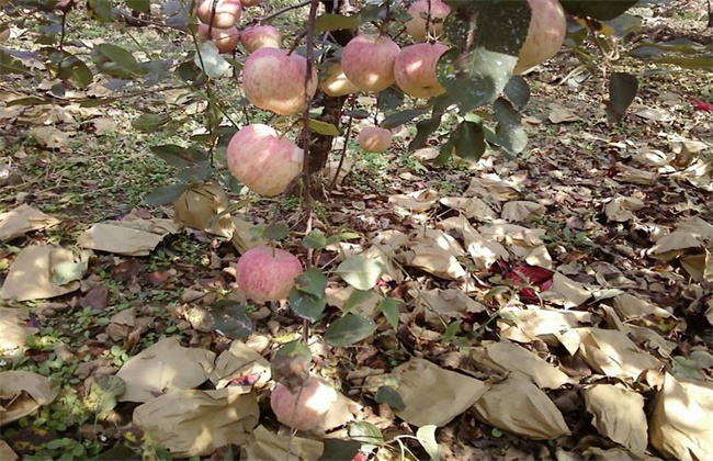 苹果摘袋