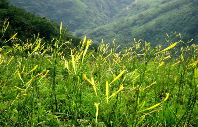 山坡
