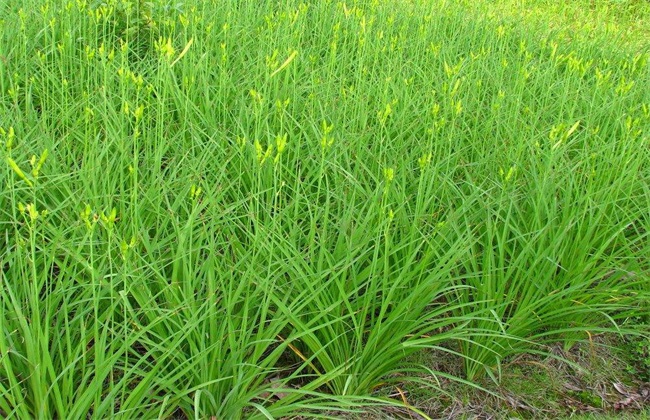 植株