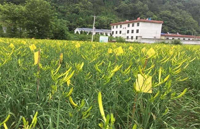 田地